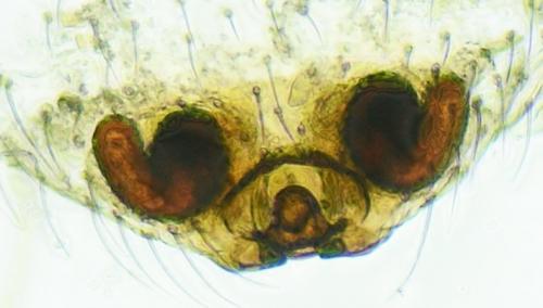 Hypomma cornutum